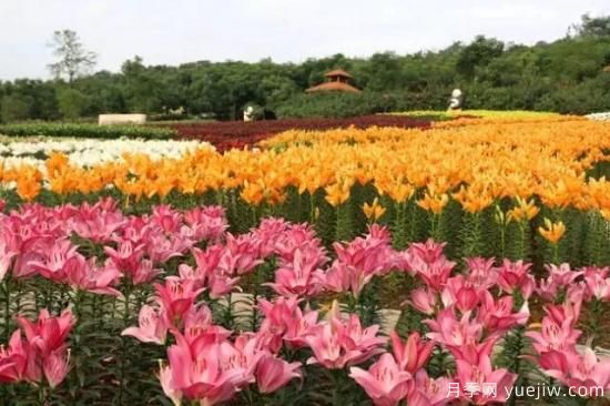 花卉播種應(yīng)該注意哪些方面？(圖6)