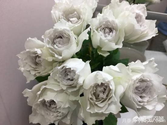 ***香的幾款月季品種是什么？(圖4)