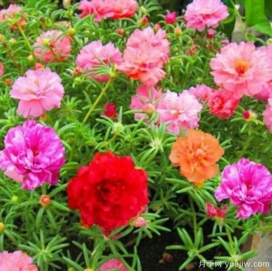 各種花卉對水的要求都是一樣的嗎？(圖1)