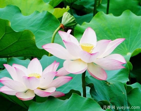 各種花卉對水的要求都是一樣的嗎？(圖3)