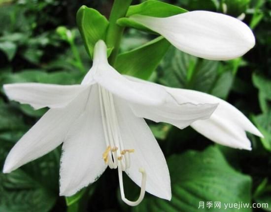 各種花卉對水的要求都是一樣的嗎？(圖4)