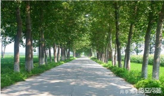 道路綠化苗木一般有哪些？(圖2)