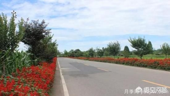 道路綠化苗木一般有哪些？(圖6)