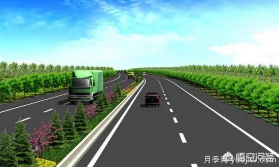 道路綠化苗木一般有哪些？(圖5)