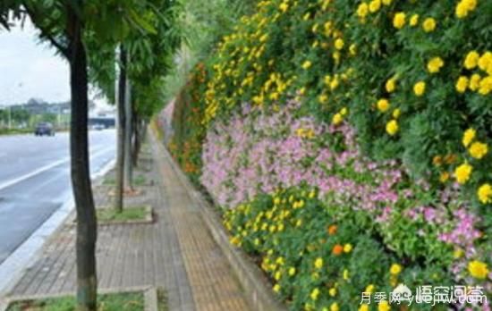 道路綠化苗木一般有哪些？(圖3)