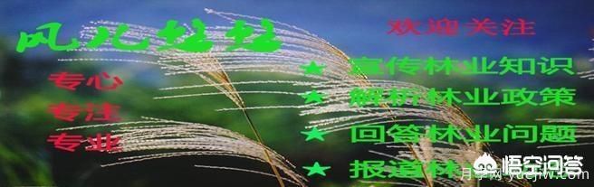 道路綠化苗木一般有哪些？(圖7)