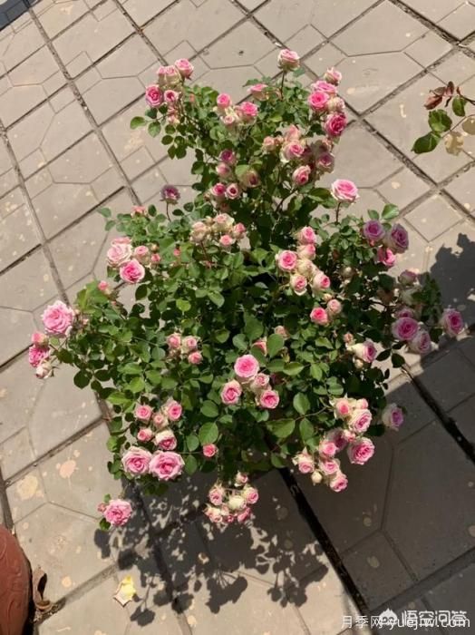 有哪些花友必備的月季花品種可以推薦下？(圖29)