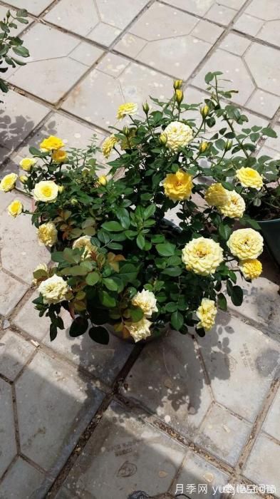 有哪些花友必備的月季花品種可以推薦下？(圖41)