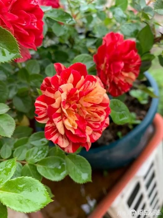 有哪些花友必備的月季花品種可以推薦下？(圖47)