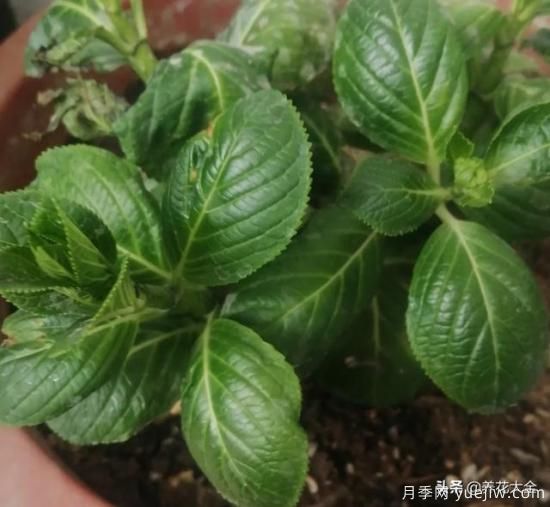 繡球花葉子小是怎么回事？(圖1)