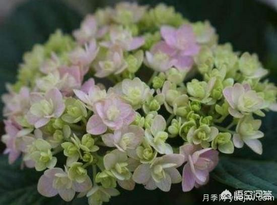 繡球花葉子小是怎么回事？(圖2)