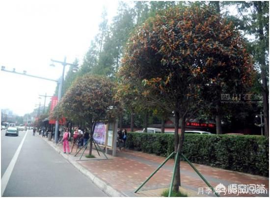哪些樹種可以做街道綠化樹種？(圖2)