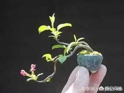 哪些樹種可以做街道綠化樹種？(圖6)