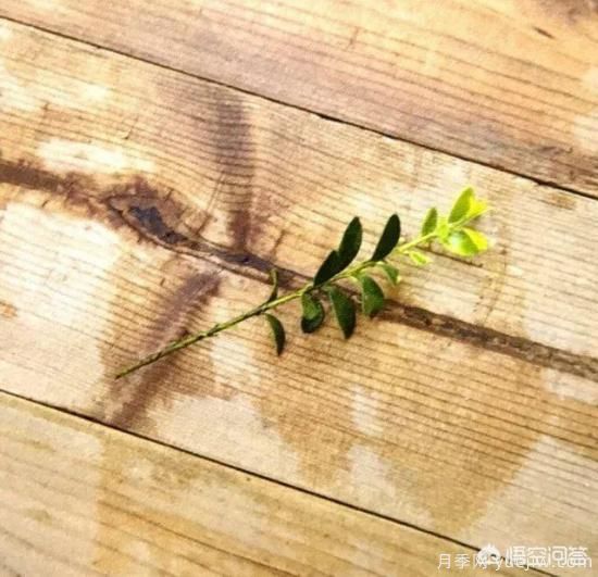 哪些樹種可以做街道綠化樹種？(圖10)