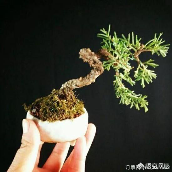 哪些樹種可以做街道綠化樹種？(圖7)