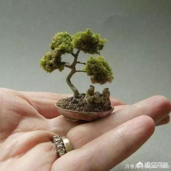 哪些樹種可以做街道綠化樹種？(圖5)