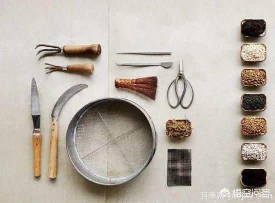 哪些樹種可以做街道綠化樹種？(圖8)