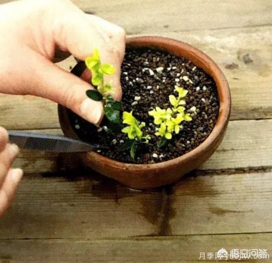 哪些樹種可以做街道綠化樹種？(圖17)