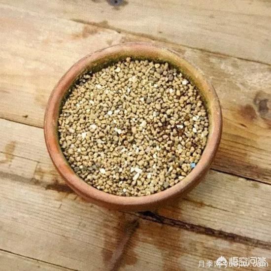 哪些樹種可以做街道綠化樹種？(圖12)
