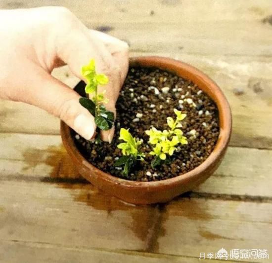 哪些樹種可以做街道綠化樹種？(圖16)