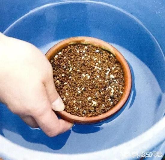 哪些樹種可以做街道綠化樹種？(圖13)