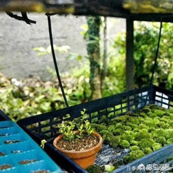 哪些樹種可以做街道綠化樹種？(圖19)