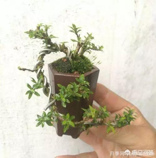 哪些樹種可以做街道綠化樹種？(圖21)