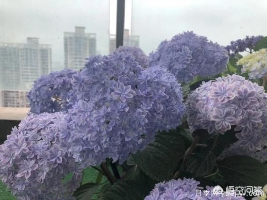 繡球花葉子小是怎么回事？(圖6)