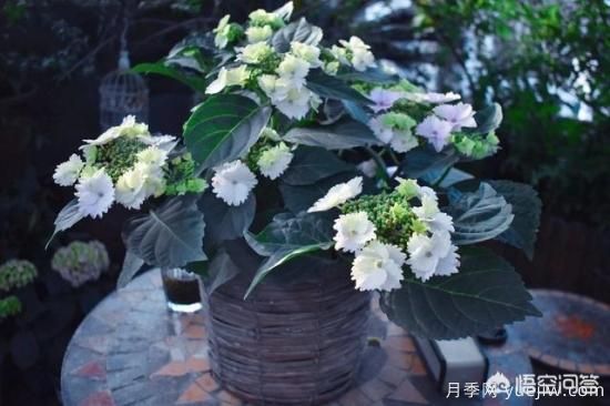 繡球花葉子小是怎么回事？(圖7)