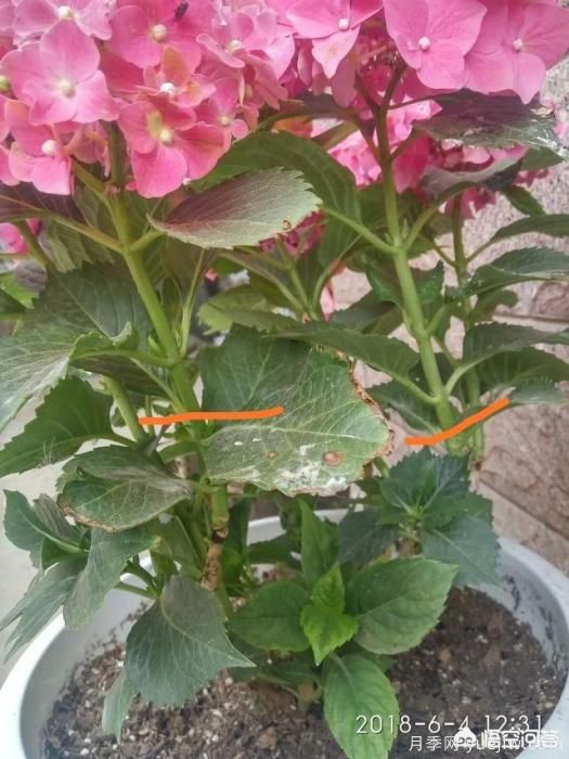 繡球花葉子小是怎么回事？(圖4)