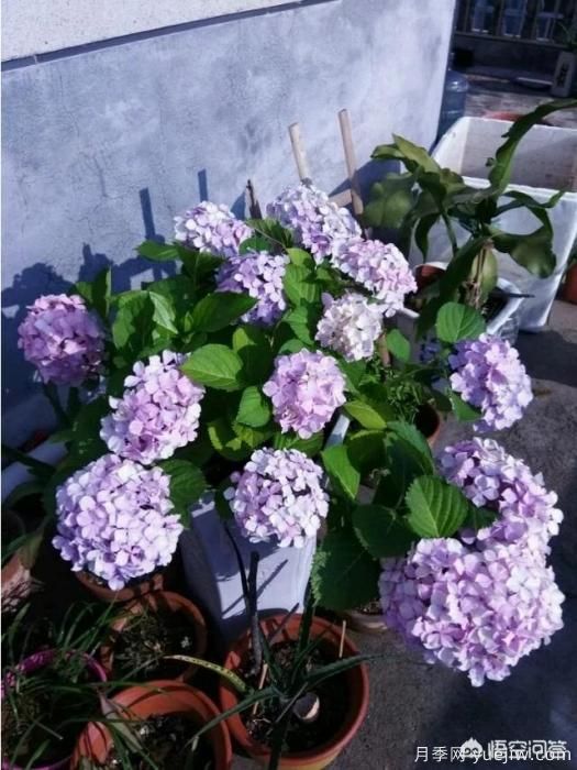 繡球花葉子小是怎么回事？(圖8)