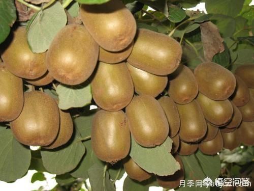 彩葉樹種哪些適合南方種植？表現(xiàn)要好些的！(圖1)
