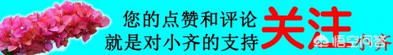 繡球花葉子小是怎么回事？(圖9)