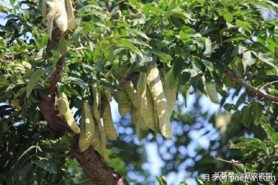 皂角樹在田間能做造型嗎？為什么？(圖2)