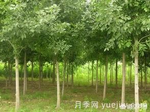 現(xiàn)在什么苗木種植前景好？(圖4)