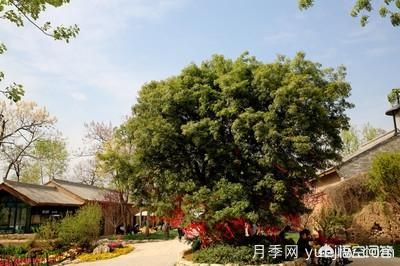 皂角樹一畝地種植多少株合適？(圖5)