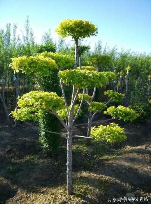 春季繁殖花卉苗木有哪幾種方法，如何來做你知道嗎？(圖10)