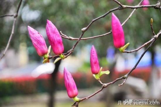 紅玉蘭與白玉蘭如何區(qū)分？(圖2)