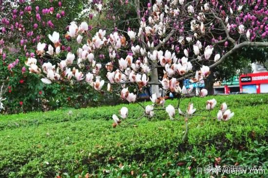紅玉蘭與白玉蘭如何區(qū)分？(圖4)