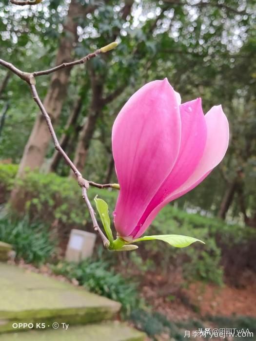紅玉蘭與白玉蘭如何區(qū)分？(圖1)