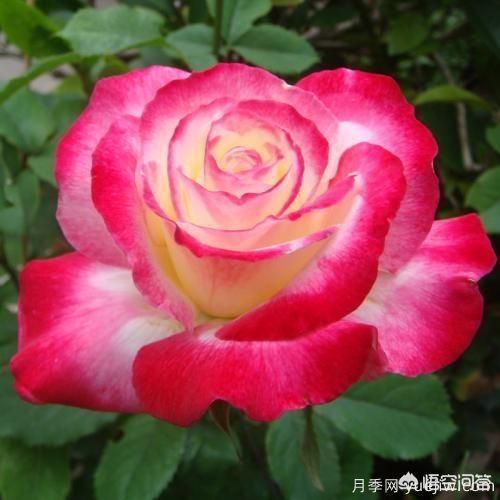 ***香的幾款月季品種是什么？ 什么品種的月季花(圖2)