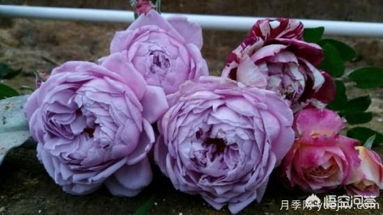 ***香的幾款月季品種是什么？ 什么品種的月季花(圖1)