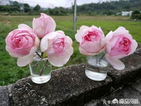 ***香的幾款月季品種是什么？ 什么品種的月季花(圖3)