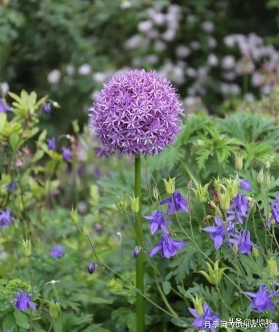 天津市哪賣月季花品種***多？(圖1)