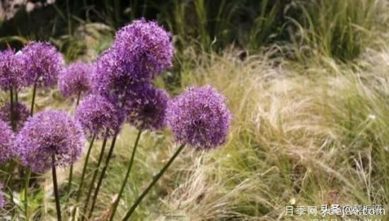 天津市哪賣月季花品種***多？(圖3)
