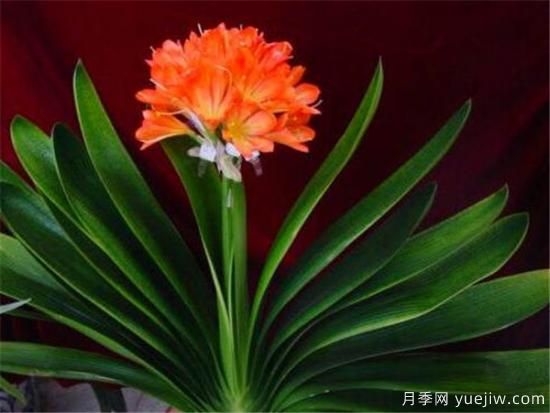 君子蘭什么時(shí)候開花 君子蘭的花語(yǔ)和寓意象征(圖2)