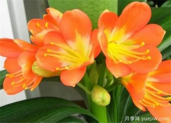 君子蘭什么時(shí)候開花 君子蘭的花語(yǔ)和寓意象征(圖3)