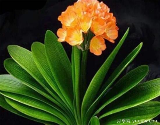 君子蘭什么時(shí)候開花 君子蘭的花語(yǔ)和寓意象征(圖1)
