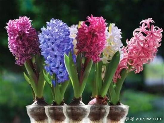 風信子花期是幾月份 風信子的花語和寓意和傳說是什么(圖3)