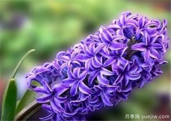 風信子花期是幾月份 風信子的花語和寓意和傳說是什么(圖1)